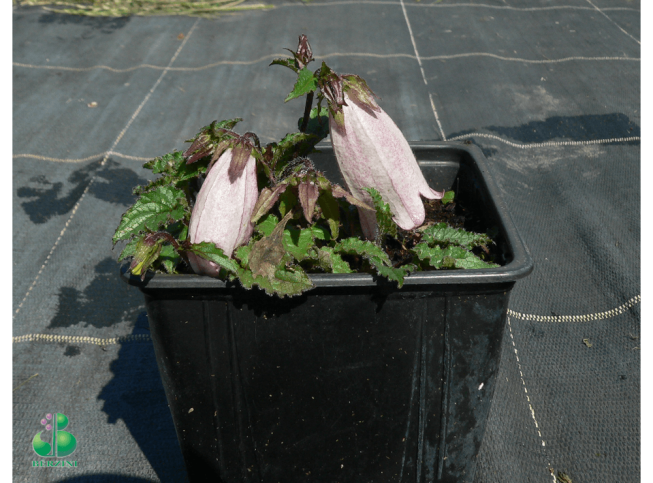 Campanula punctata   'Hot Lips'
